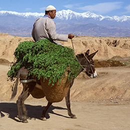 Marocco